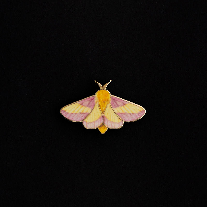 Rosy Maple Moth enamel pin with pink and yellow wings on a black background, 1.6 inches wide.